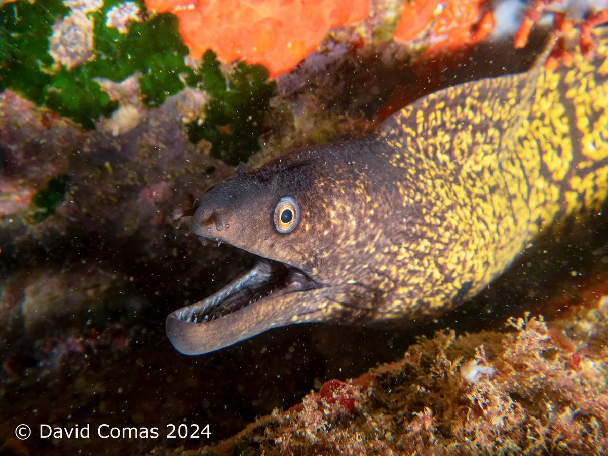 Roses - El Bisbe