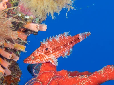 Mental Wrasse - juvenile - Oxycheilinus mentalis