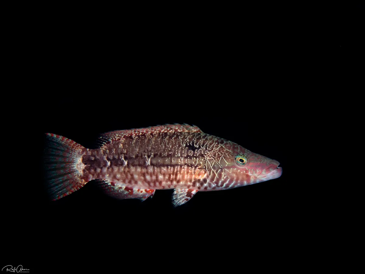 Mental Wrasse - juvenile - Oxycheilinus mentalis
