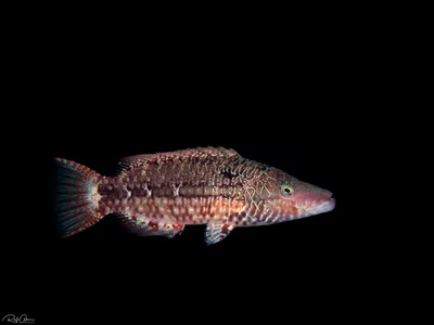 Mental Wrasse - juvenile - Oxycheilinus mentalis