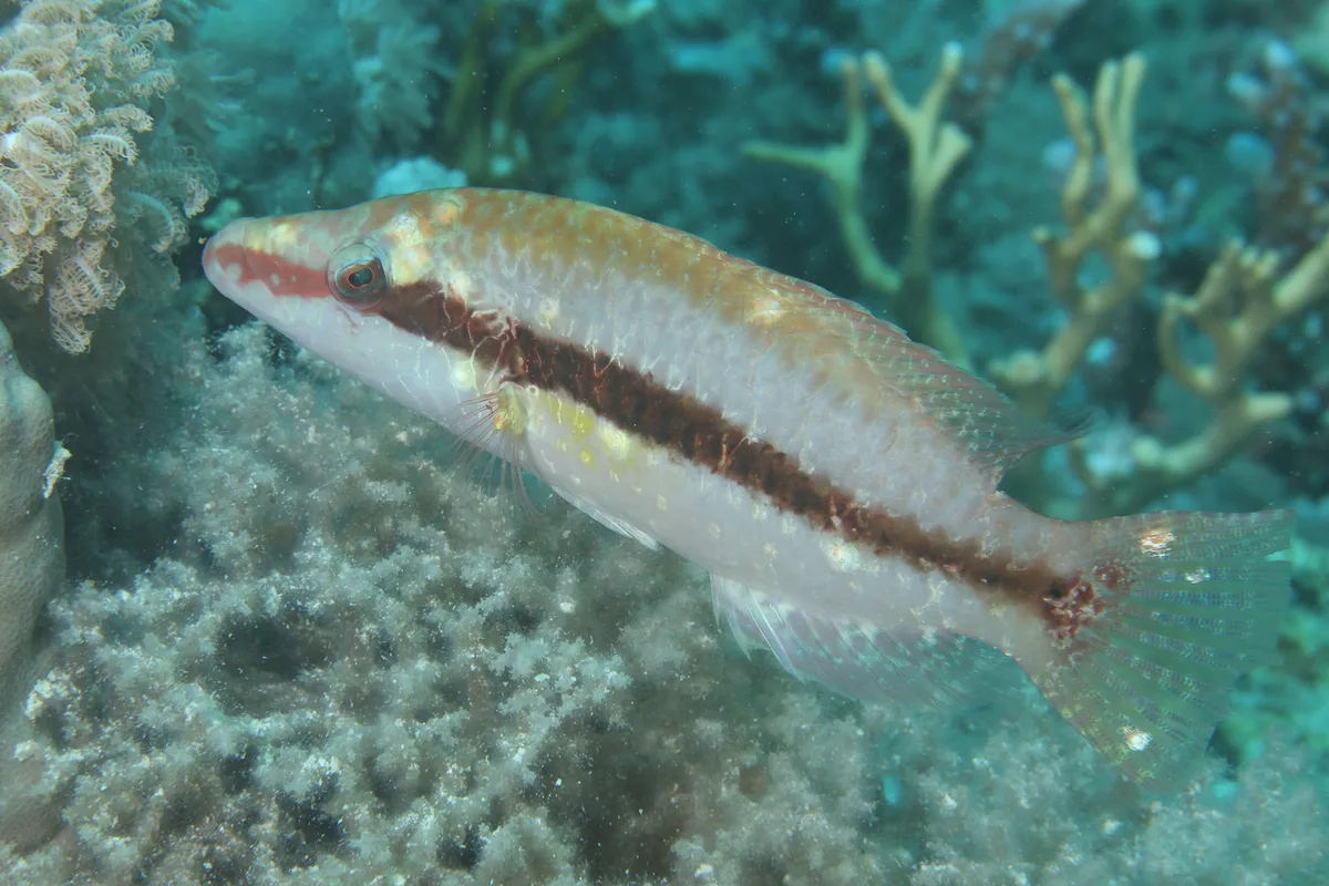Mental Wrasse