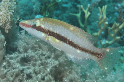 Mental Wrasse