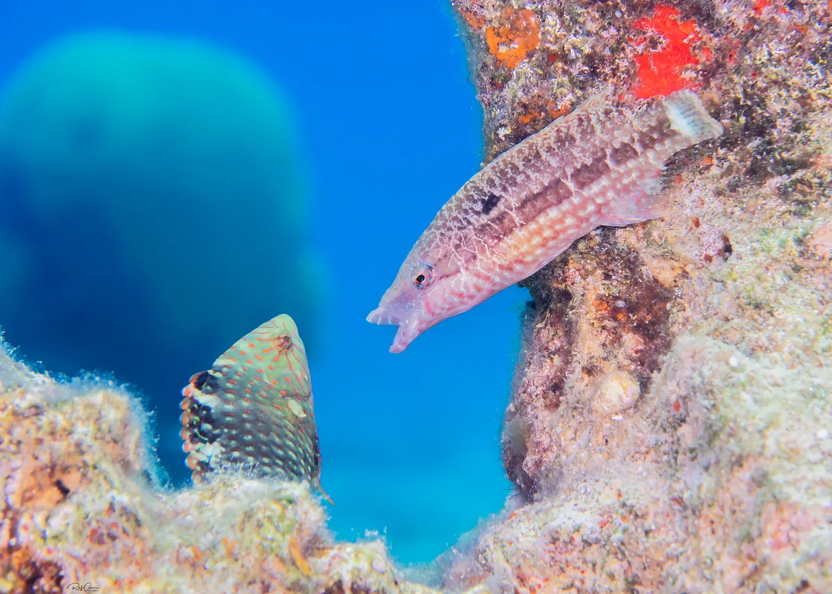 Mental Wrasse - Oxycheilinus mentalis
