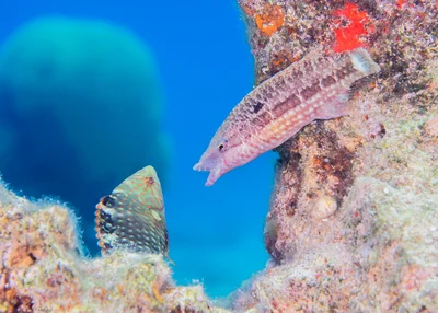 Mental Wrasse - Oxycheilinus mentalis