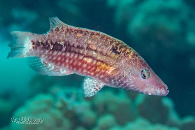 Oxycheilinus mentalis - Marsa 'Alam, Al Bahr al Ahmar, Egypt