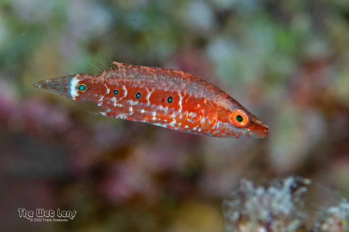 Oxycheilinus mentalis