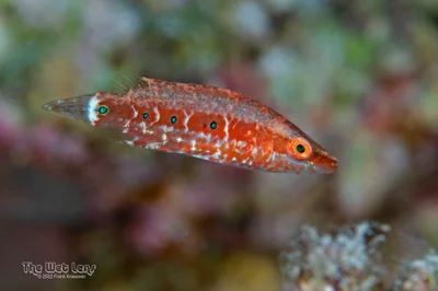 Oxycheilinus mentalis