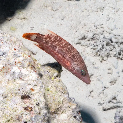 Oxycheilinus mentalis - Egypt