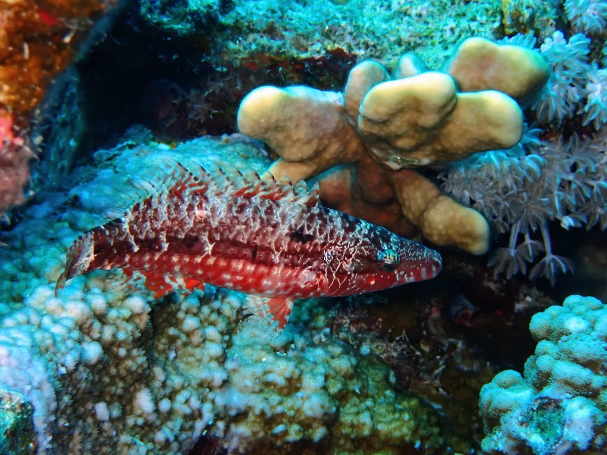 Oxycheilinus mentalis - El Qoseir, Red Sea Governorate, Egypt