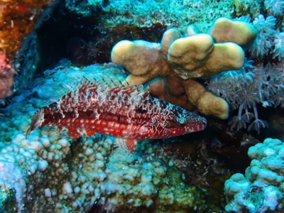 Oxycheilinus mentalis - El Qoseir, Red Sea Governorate, Egypt