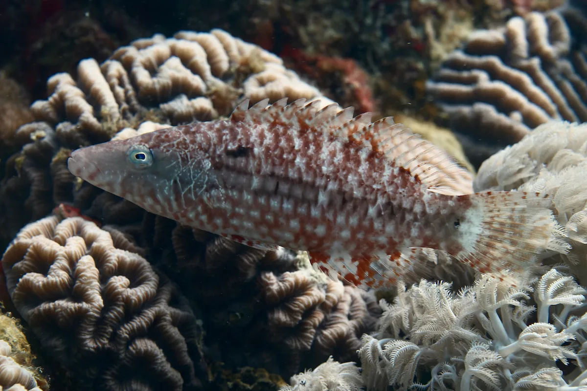 Oxycheilinus mentalis - Al-Qusayr, Al Bahr al Ahmar, Egypt