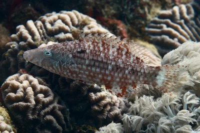 Oxycheilinus mentalis - Al-Qusayr, Al Bahr al Ahmar, Egypt