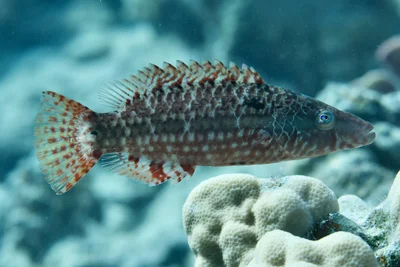 Oxycheilinus mentalis - Al-Qusayr, Al Bahr al Ahmar, Egypt