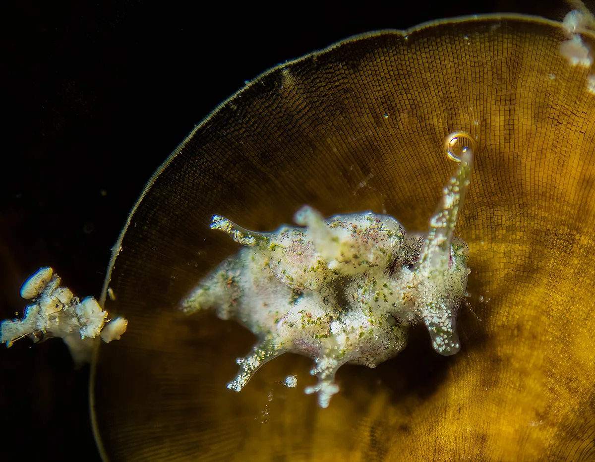 Elysia mercieri 3mm