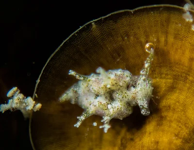 Elysia mercieri 3mm