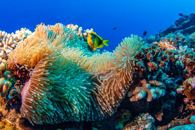 anemonefish4Sept26-19