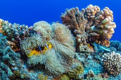 anemonefish1Oct1-19