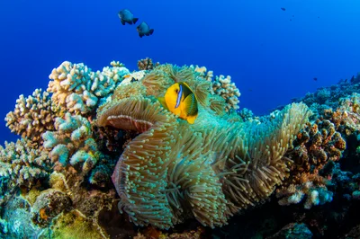 anemonefish3Sept26-19