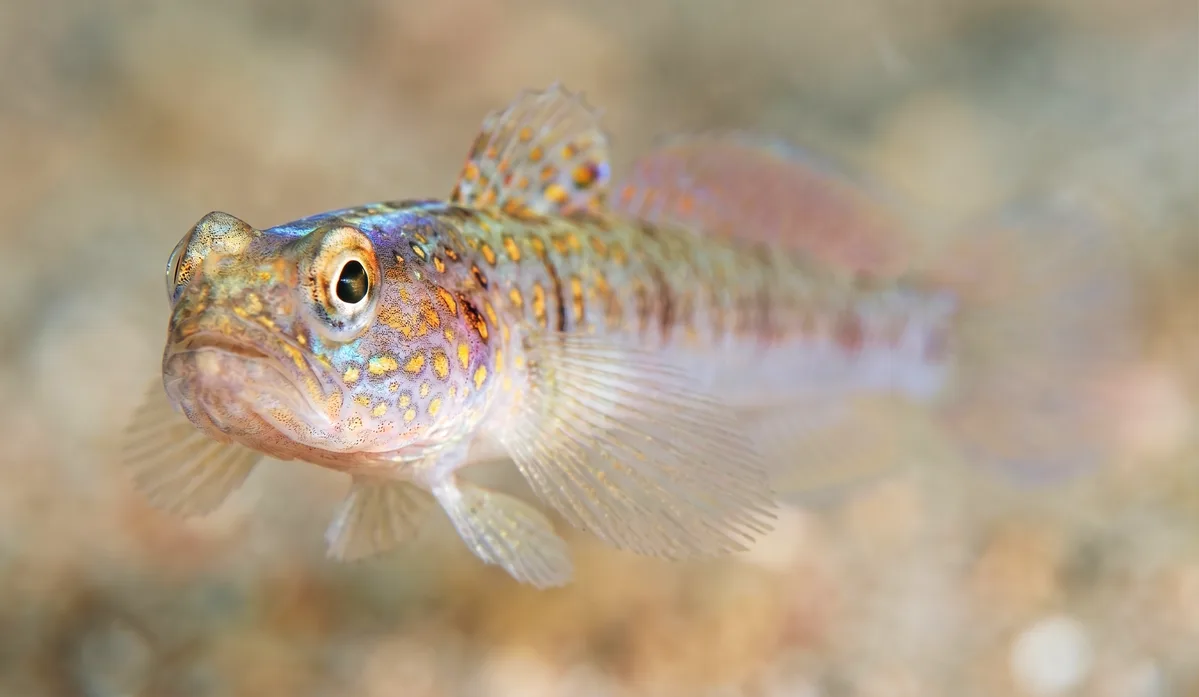 Mertens' Prawn-goby