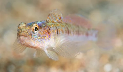 Mertens' Prawn-goby