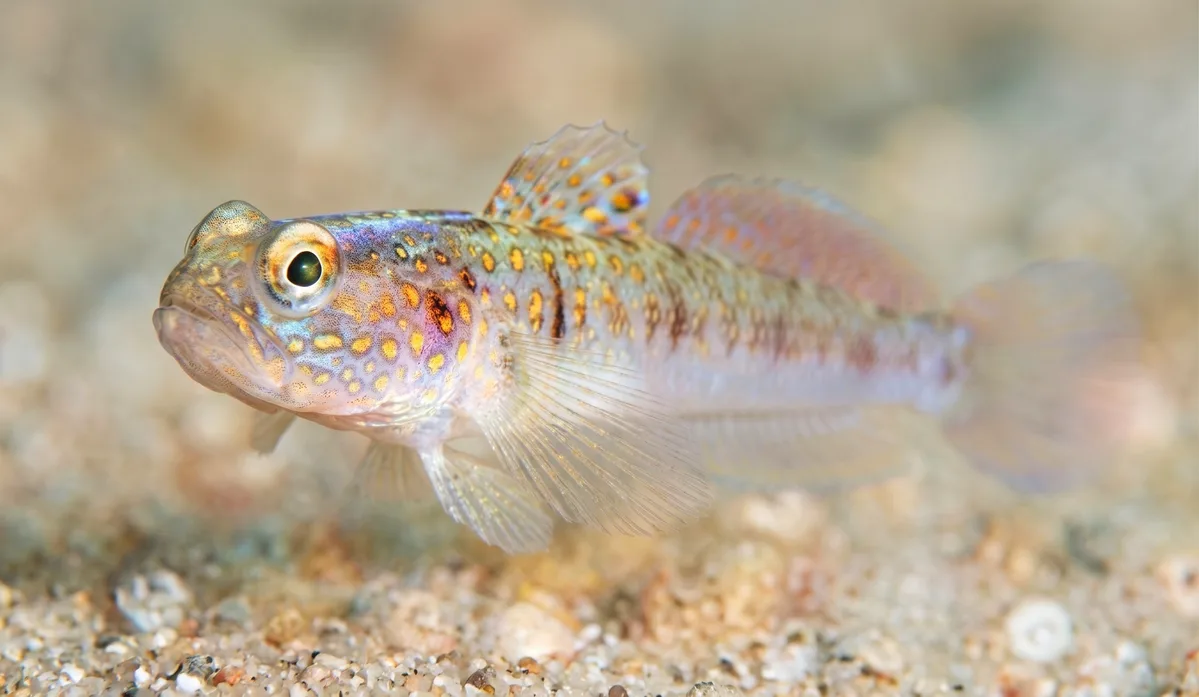 Mertens' Prawn-goby