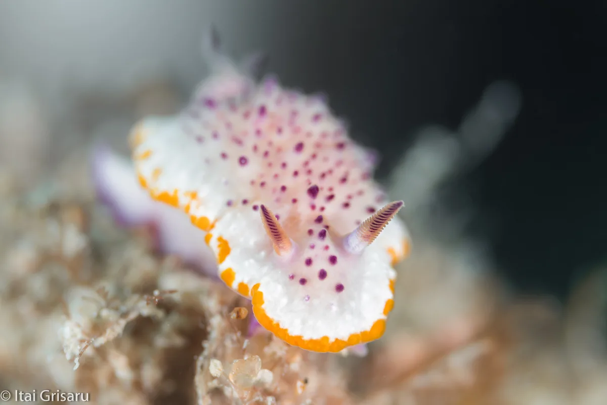 Mexichromis Katalexis