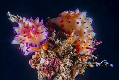 Mexichromis multituberculata & Mexichromis katalexis