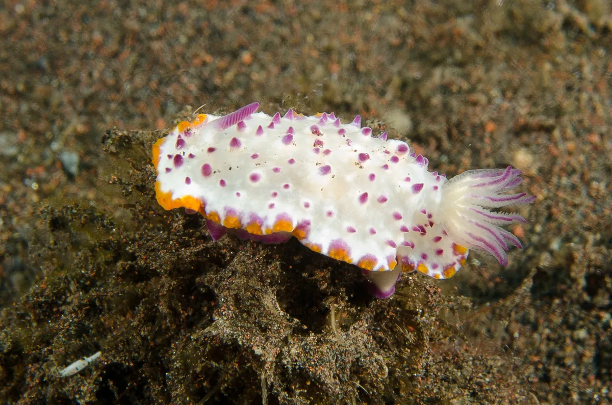 Mexichromis katalexis - Karang Asem, ID-BA, ID