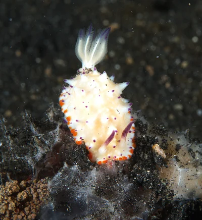 Mexichromis katalexis - Pintukota, Lembeh Utara, Bitung City, North Sulawesi 95500, Indonesia