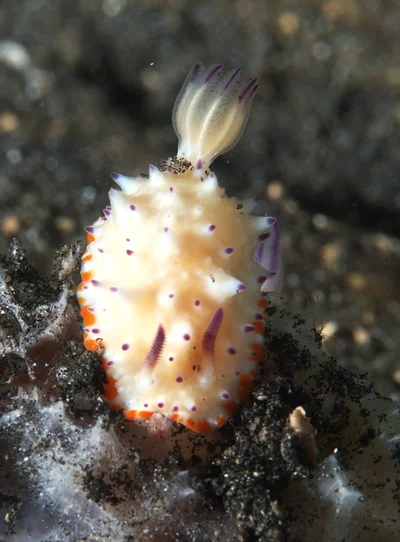 Mexichromis katalexis - Pintukota, Lembeh Utara, Bitung City, North Sulawesi 95500, Indonesia