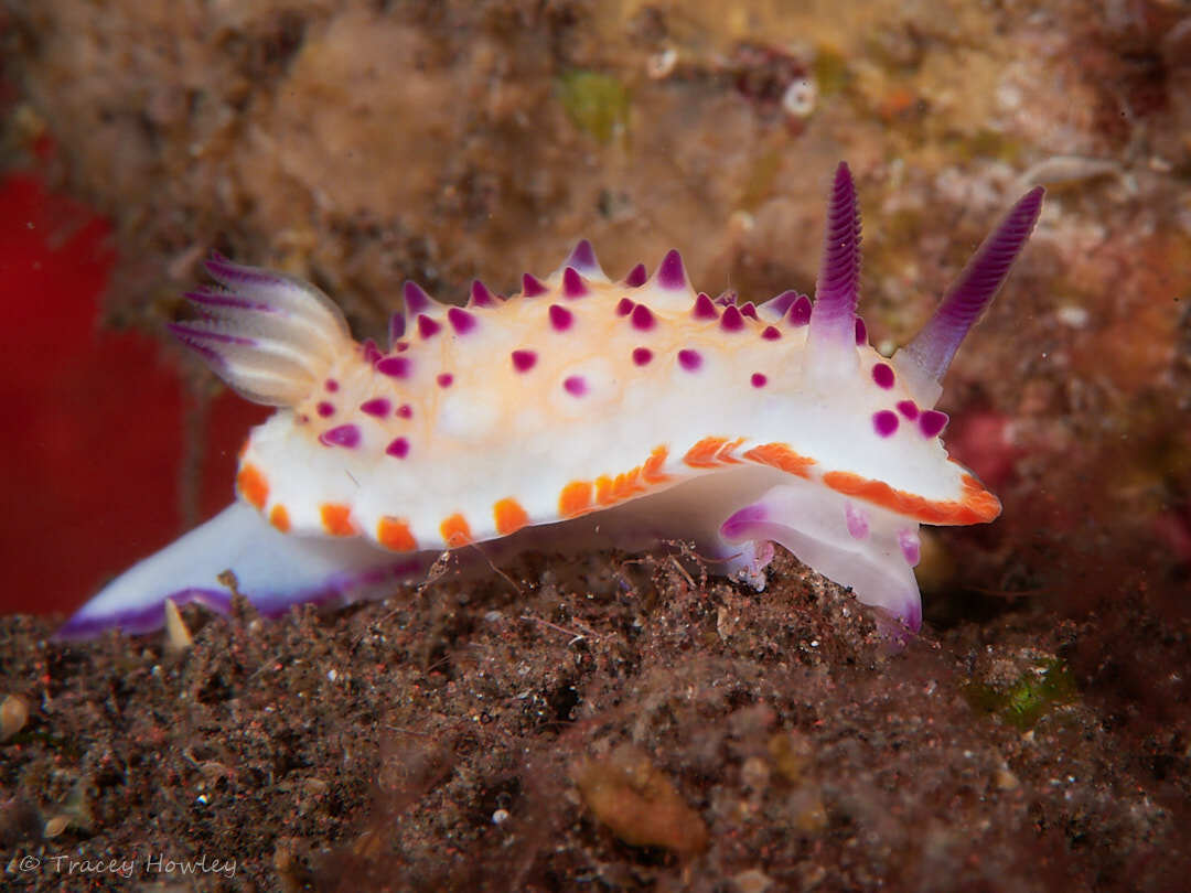 Mexichromis katalexis - Tulamben, Kubu, Karangasem Regency, Bali, Indonesia