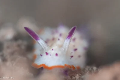 Mexichromis katalexis - Antsiranana, MG