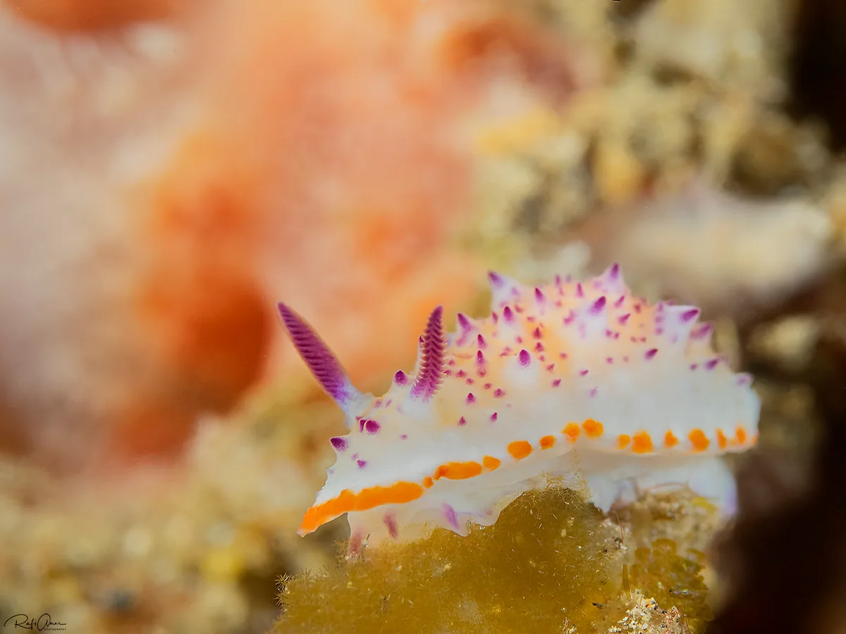 Mexichromis katalexis - Lembeh Strait, Indonesia