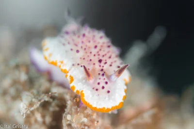 Mexichromis katalexis - Mafia Island, Pwani, TZ