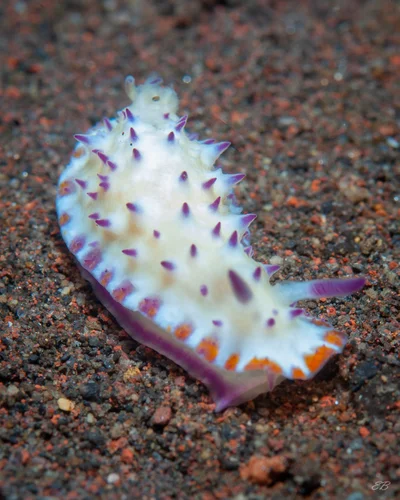 Mexichromis katalexis - PJ36+VF7, Tulamben, Karangasem Regency, Bali 80852, Indonesia