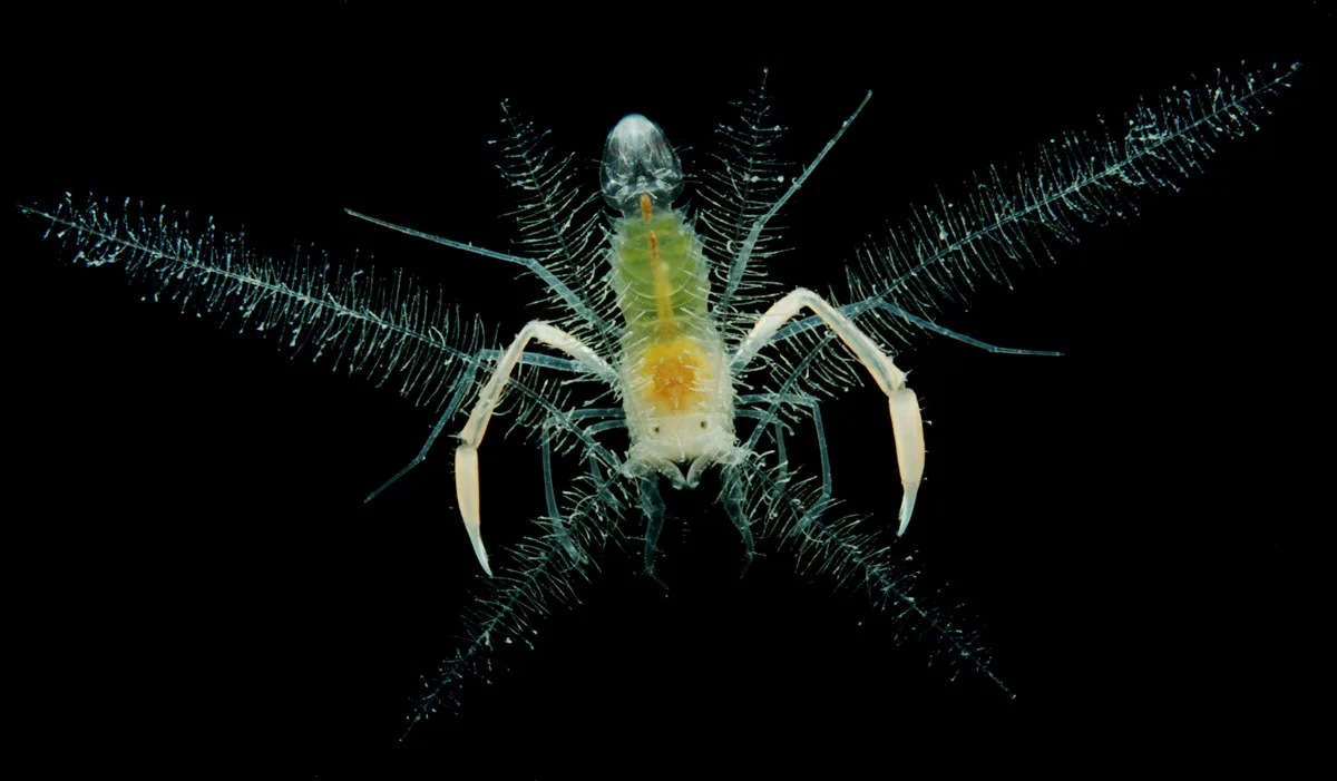 Microprosthema plumicorne