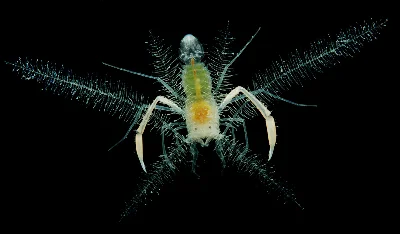 Microprosthema plumicorne