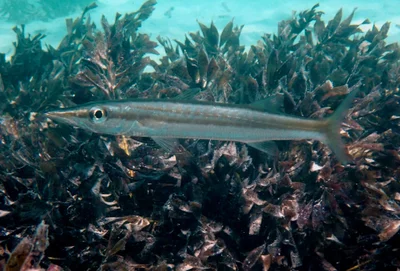Sphyraena pinguis - Shark Bay WA 6537, Australia