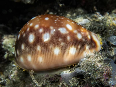 Lyncina vitellus
