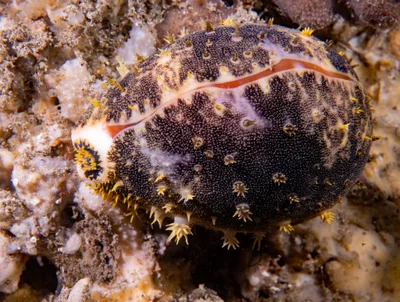 Cowry Lyncina vitellus