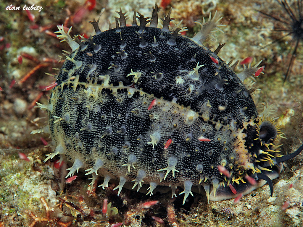 lyncina vitellus cowrie
