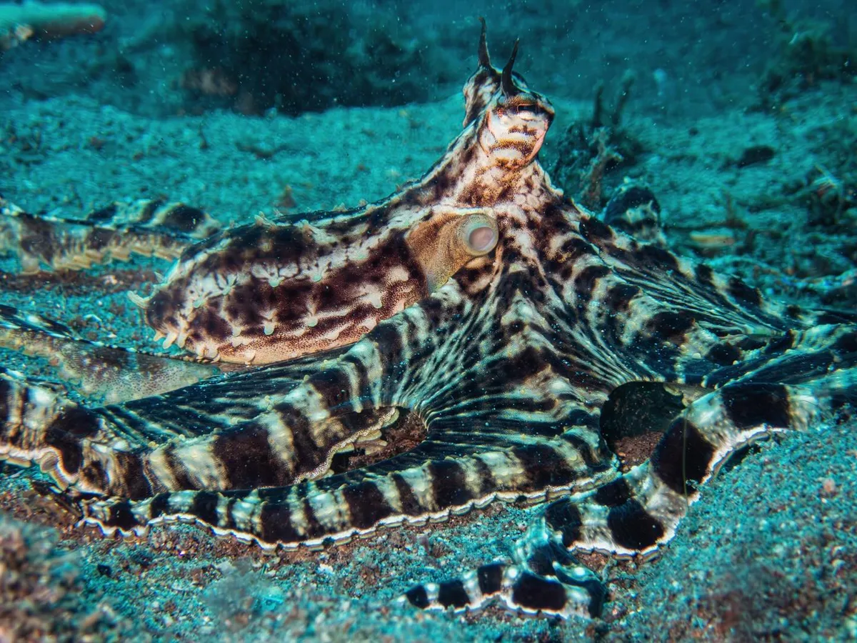 Mimic Octopus