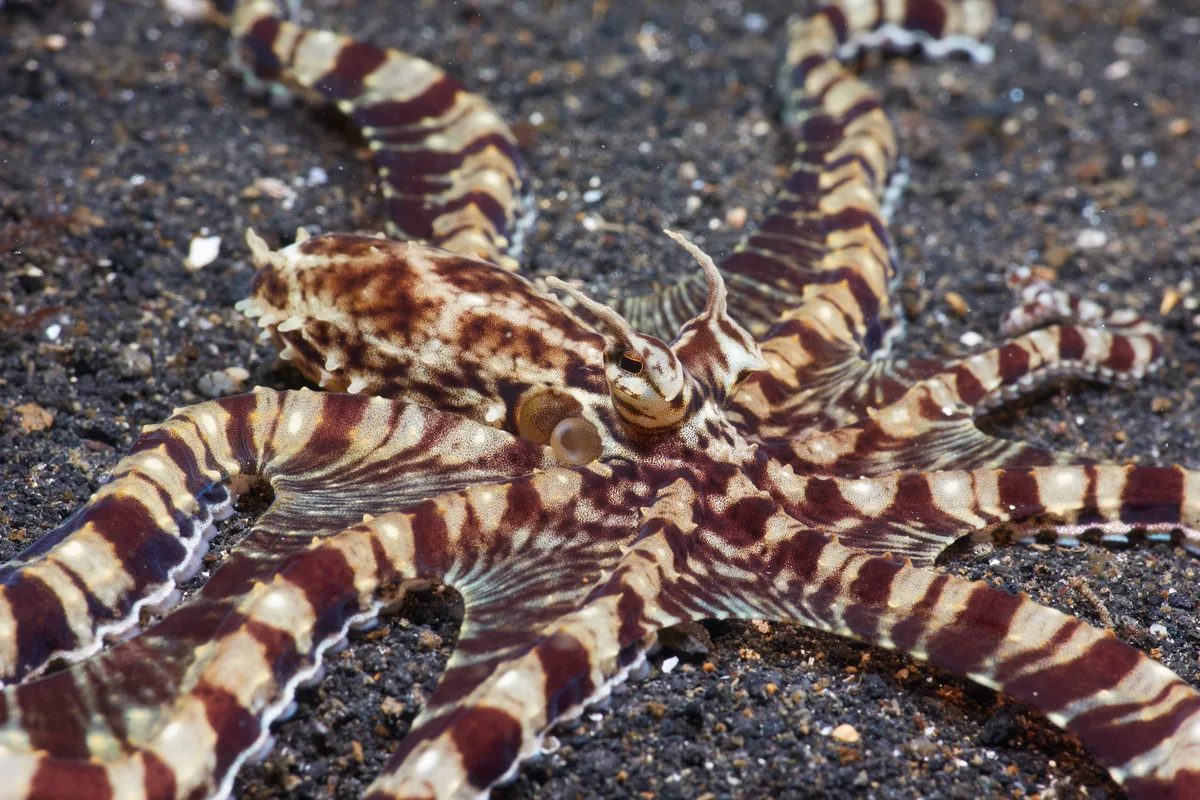 Mimic Octopus