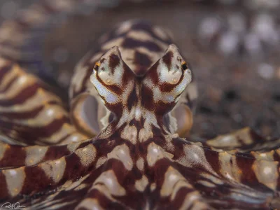 Mimic octopus - Thaumoctopus mimicus