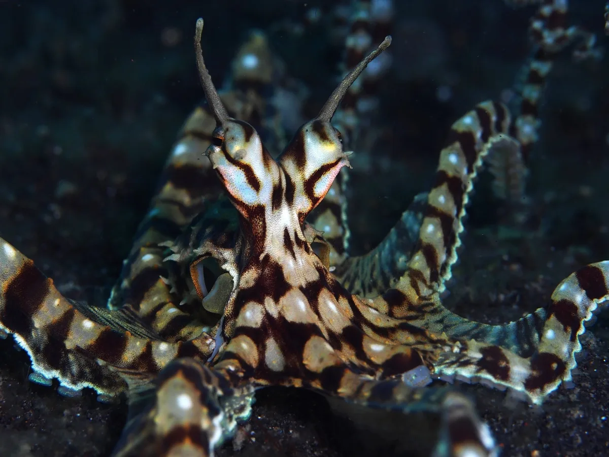 Mimic octopus (Thaumoctopus mimicus)