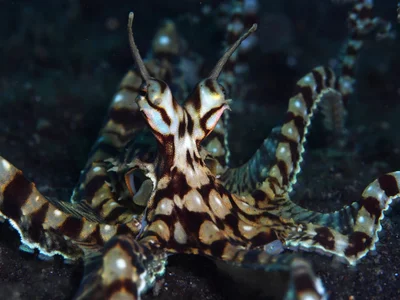 Mimic octopus (Thaumoctopus mimicus)