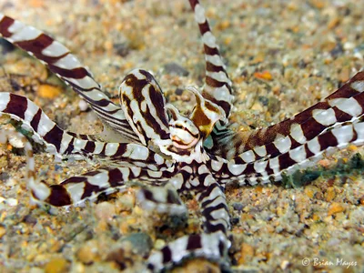Mimic Octopus (Thaumoctopus mimicus)