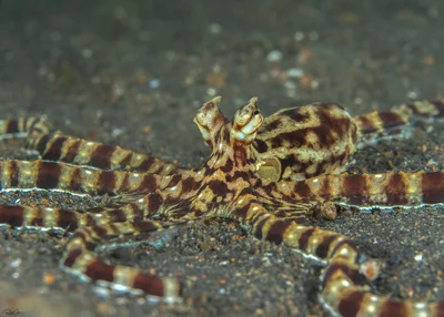 Mimic octopus - Thaumoctopus mimicus