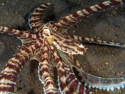 Thaumoctopus mimicus