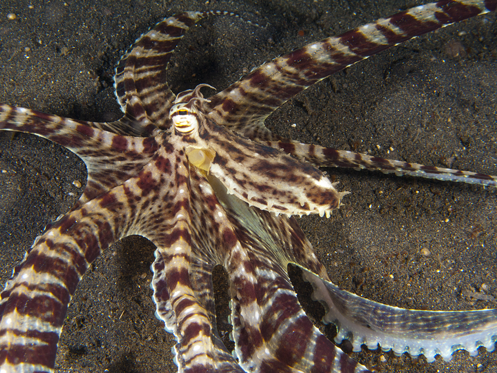 Thaumoctopus mimicus